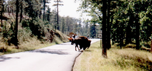 bison in the road