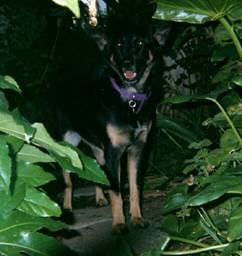 My dog, Maggie, in the shadows of garden leaves, looking like a woodland wild thing.